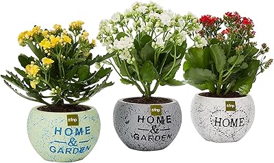 Ensemble de plantes fnb kalanchoe 3 pièces