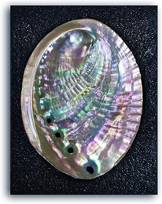 4-4.5" bol en coquille d'ormeau grand bol d'encens naturel à sauge