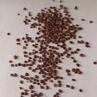 100 pièces/sac graines de plantes aquatiques taux de germination élevé facile à planter
