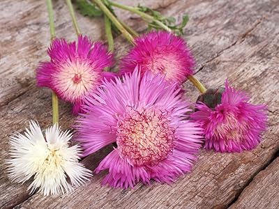Mélange sweet sultan imperialis, graines de fleurs ambreboa moschata 'imperialis blend', culture de jardin avec une torche lourde, 250 graines. DIAYTAR COTE D'IVOIRE est une boutique en ligne généraliste qui offre plus de 300 000 références de produits, lui permettant de répondre aux besoins diversifiés de sa clientèle. Avec sa large gamme de produits, cette boutique en ligne se positionne comme l'une des plus importantes en Côte d'Ivoire. Elle propose des produits allant de l'électronique aux articles de maison, en passant par la mode et les accessoires.
