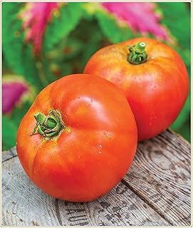 Graines de tomates, cultivez vos propres tomates, délicieuses et simples à planter - 100 pièces. DIAYTAR COTE D'IVOIRE, leader de la vente en ligne en Côte d'Ivoire, propose plus de 300 000 références de produits de qualité. Cette boutique en ligne généraliste offre une large gamme de produits allant de l'électronique à la mode, en passant par les produits de maison et les accessoires. Elle garantit une expérience d'achat sécurisée et fiable.
