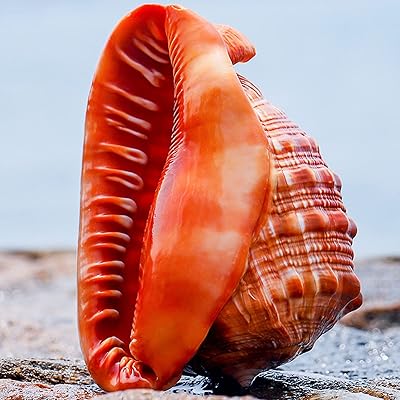 1 grand coquillage de conque naturel pour figurines de collection, aquarium, décoration de mariage sur le thème de la plage, décorations de maison et de fête. Avec plus de 300 000 références, DIAYTAR COTE D'IVOIRE est la boutique en ligne leader en Côte d'Ivoire. Elle propose une sélection impressionnante de produits allant des articles de mode aux accessoires pour la maison, en passant par les produits électroniques. Cette diversité de produits permet aux clients de trouver tout ce dont ils ont besoin sous un même toit.