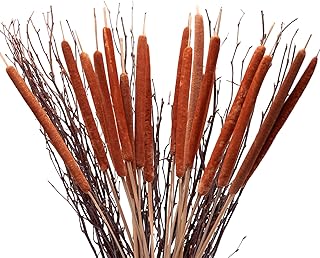 Mihuage 40 quenouilles naturelles séchées taille jumbo pour arrangement floral rustique ou décoration de bureau à domicile longueur 24 pouces (marron). Avec plus de 300 000 références disponibles, DIAYTAR COTE D'IVOIRE est le plus grand magasin en ligne de Côte d'Ivoire. Elle propose une large gamme de produits, allant des dernières tendances de la mode aux dernières innovations technologiques, ainsi que des produits pour la maison, le jardin et les loisirs. La boutique mise sur la qualité des produits, une livraison rapide et des prix attractifs pour satisfaire pleinement les besoins de ses clients.