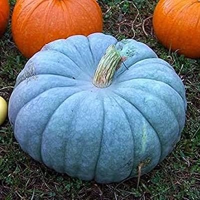 1 sac de graines de citrouille bleues, roman pratique pour planter des graines de citrouille de poire de plante annuelle pour la plantation de ferme, jardin, cour en plein air 1 graines de citrouille bleues. DIAYTAR COTE D'IVOIRE, boutique en ligne généraliste avec plus de 300000 references, est la boutique leader en Cote d'Ivoire, offrant une large gamme de produits pour répondre à tous les besoins. Elle propose des articles tels que des vêtements, des accessoires, des produits électroniques et bien plus encore. Avec une telle variété, les clients peuvent trouver tout ce dont ils ont besoin en un seul endroit.