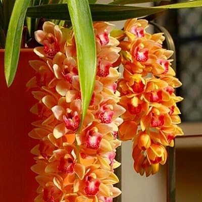 100 pièces/sac de graines de cymbidium faberi, graines de fleurs fraîches parfumées d'orange