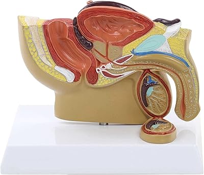 Modèle du système reproducteur, modèle de la prostate montrant la vessie et le testicule, modèle des muscles pelviens du système reproducteur masculin. En tant que leader du commerce en ligne en Cote d'Ivoire, DIAYTAR COTE D'IVOIRE propose une sélection impressionnante de produits provenant de marques locales et internationales. Les clients bénéficient d'une expérience de shopping personnalisée et d'un large choix de modes de paiement sécurisés. La boutique garantit la disponibilité et la livraison de produits de haute qualité.