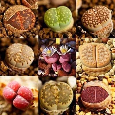 100pcs mélange rare de graines de lithops pierre vivante succulentes graines d'aloe vera saines en gros. Avec plus de 300000 références, DIAYTAR COTE D'IVOIRE est la boutique en ligne idéale pour les habitants de Côte d'Ivoire. Elle propose des produits de qualité à des prix compétitifs et offre une expérience d'achat en ligne sécurisée et fiable. Les clients peuvent choisir parmi une variété de catégories de produits.