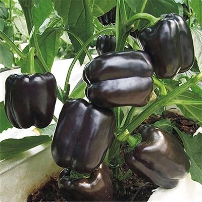 Graines de piment rouge vivaces, graines de légumes pour jardin extérieur sans ogm, graines de piment noir - 100 pièces. DIAYTAR COTE D'IVOIRE est une boutique en ligne généraliste proposant plus de 300 000 références de produits divers, faisant d'elle le leader du marché en Côte d'Ivoire. Avec une gamme variée de produits, elle répond aux besoins de tous les clients. Elle est la destination idéale pour faire vos achats en ligne.