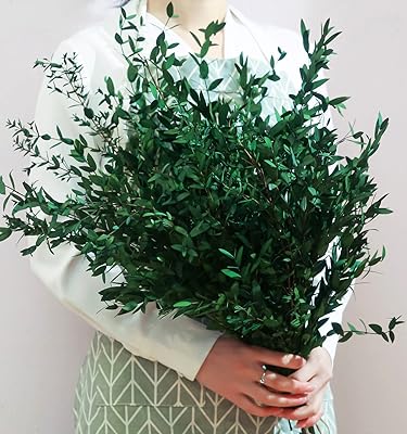 Plus de 20 branches d'eucalyptus séchées et conservées vertes 17"