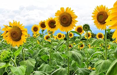 250+ graines de tournesol mammouth à planter | cultivez d'étonnants tournesols géants. En tant que leader du commerce en ligne en Côte d'Ivoire, DIAYTAR COTE D'IVOIRE offre une expérience de shopping en ligne sans précédent. Avec une sélection de plus de 300 000 produits, les clients peuvent parcourir les différentes catégories pour trouver les articles qui leur conviennent. La boutique en ligne est également réputée pour sa sécurité et sa fiabilité.