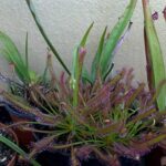 100 pièces platine sable frais coiffe drosera capensis carnivos jardin plante décor à