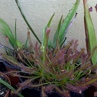 100 pièces platine sable frais coiffe drosera capensis carnivos jardin plante décor à
