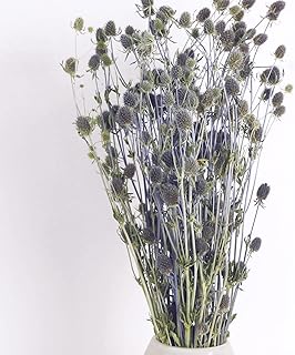 Mehwag bouquet de fleurs de houx de mer éryngium séché 100 % naturel pour vase, maison, mariage, bureau, décoration de table, décoration de table, artisanat (couleur bleu clair). Avec une offre étendue et variée, Diaytar Cote d'Ivoire permet à ses clients de trouver tout ce dont ils ont besoin sous un même toit virtuel. De l'électronique aux produits alimentaires, en passant par les vêtements et les accessoires, chaque catégorie de produits est soigneusement sélectionnée pour satisfaire les attentes des consommateurs ivoiriens. La boutique met également l'accent sur la livraison rapide et fiable.