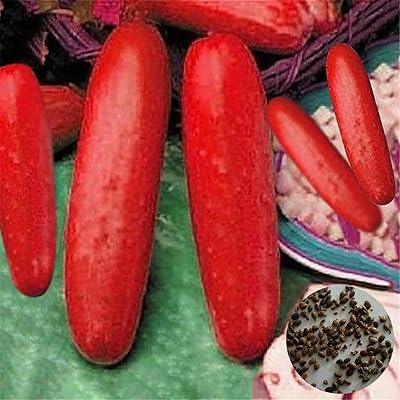 100pcs graines de concombre rouge jardin cour ferme facile à cultiver concombre fruits légumes - graines de concombre rouge - graines de fleurs graines de légumes graines de fruits graines de plantes de jardin. Avec plus de 300000 références, DIAYTAR COTE D'IVOIRE est la boutique en ligne idéale pour tous vos achats. Nous proposons une gamme variée de produits, allant des électroménagers aux accessoires de mode, en passant par les produits high-tech. Nous sommes là pour vous aider à trouver ce que vous cherchez.