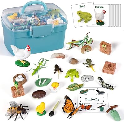 Jouets d'apprentissage et d'apprentissage du cycle de vie, 25 pièces figurines d'animaux grenouille