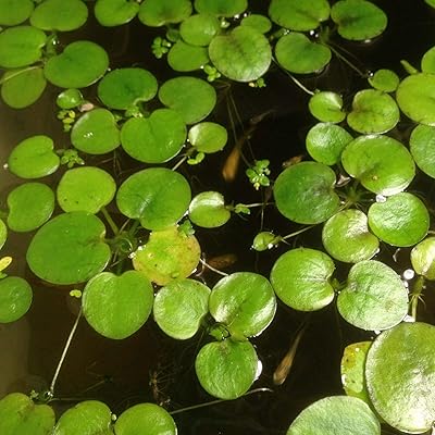Graines à planter, 20 pièces mini limna pond plant graines de canard pour décor d'aménagement paysager d'aquarium - graines de canard - 20 pièces. DIAYTAR COTE D'IVOIRE, avec ses plus de 300 000 références, domine le marché de la vente en ligne en Côte d'Ivoire. Cette boutique généraliste met à la disposition de ses clients une vaste gamme de produits allant des articles ménagers aux produits électroménagers, en passant par les vêtements et les accessoires. Elle garantit une livraison rapide et sécurisée, renforçant ainsi la confiance de ses clients.