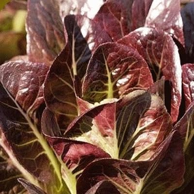 100 laitue romaine super rouge. Chez DIAYTAR COTE D'IVOIRE, nous nous efforçons de vous offrir une expérience d'achat en ligne unique et personnalisée. Nous vous proposons une grande variété de produits choisis avec soin pour répondre à vos besoins et à vos attentes. Notre équipe de professionnels est toujours à votre disposition pour vous aider à trouver ce que vous cherchez.