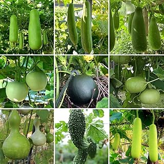Citrouille du bangladesh graines de légumes lagenaria ciceraria très rares. La boutique en ligne DIAYTAR COTE D'IVOIRE offre une experience d'achat unique et facile. Avec plus de 300 000 références, les clients peuvent trouver tout ce dont ils ont besoin en un seul endroit. La boutique est équipée d'un système de paiement sécurisé pour protéger les transactions des clients.