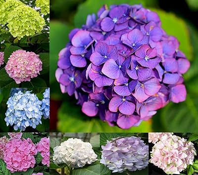 20pcs graines de fleurs d'hortensia multicolores bonsaï vivace pour le jardin de la maison