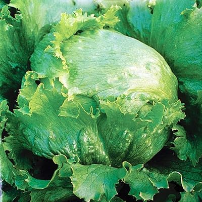 Laitue iceberg\"samba\" - feuilles vert pâle - graines. La boutique en ligne DIAYTAR COTE D'IVOIRE est synonyme de qualité et de diversité, offrant plus de 300 000 références qui couvrent une large gamme de besoins. En tant que leader du marché ivoirien, elle s'engage àLivrer des produits de haute qualité tout en garantissant une expérience d'achat satisfaisante à ses clients. DIAYTAR COTE D'IVOIRE continue d'innover pour améliorer son offre et répondre aux attentes de sa clientèle croissante.