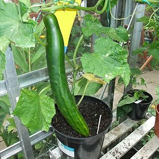 30pcs variété de graines de concombre faciles d'entretien pour le jardin, les légumes et les plantes à haut rendement en intérieur et en extérieur avec un parfum frais. DIAYTAR COTE D'IVOIRE est une boutique en ligne généraliste proposant plus de 300 000 références de produits, faisant d'elle l'un des leaders de l'e-commerce en Côte d'Ivoire, offrant une grande variété de choix pour répondre à tous les besoins.