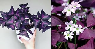 Plante papillon violet (oxalis trifolium) facile à utiliser le jour même. La boutique en ligne DIAYTAR COTE D'IVOIRE offre une expérience d'achat unique avec plus de 300 000 produits disponibles. Elle propose des services de paiement sécurisés et des options de livraison flexibles pour répondre aux besoins de ses clients. C'est la destination idéale pour ceux qui cherchent à acheter des produits en ligne de manière pratique et sécurisée.