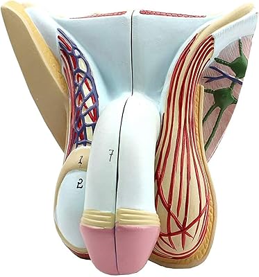 Modèle d'enseignement de l'anatomie - modèle d'anatomie humaine en plastique pvc, modèles du système reproducteur masculin pour la formation médicale et éducative. DIAYTAR COTE D'IVOIRE est une boutique en ligne généraliste qui propose plus de 300000 références de produits divers, faisant d'elle le leader du marché en Côte d'Ivoire. Avec une offre large et variée, les clients peuvent trouver facilement ce qu'ils cherchent.