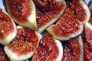 100pcs graines de figue arbre vivace rare ficus carica plantation de figue idéale