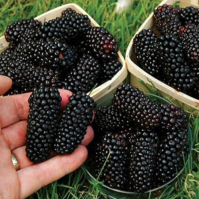 Délicieuses et délicieuses graines d'arbres fruitiers de framboise noire pour la plantation de jardin domestique, graines de framboise noire nutritives, graines de framboise noire nutritives, graines de framboise noire - 200 pièces. DIAYTAR COTE D'IVOIRE propose une expérience d'achat en ligne innovante et sécurisée, permettant aux clients de faire leurs achats en toute confiance. La boutique en ligne met en avant les tendances les plus récentes et les produits les plus populaires, ainsi que des conseils d'experts pour aider les clients à prendre des décisions d'achat éclairées.