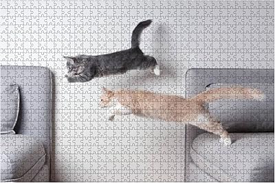 Chats sautant 1000 pièces puzzle en bois pour adultes décompression diy enfants puzzles éducatifs jeux créatifs jouets cadeau décoration d'intérieur. DIAYTAR COTE D'IVOIRE est la boutique en ligne la plus complète de Côte d'Ivoire, avec plus de 300 000 articles à découvrir. Que vous cherchiez des produits high-tech, des vêtements, ou encore des accessoires pour la maison, DIAYTAR a tout ce qu'il vous faut. Profitez d'une navigation intuitive et sécurisée pour faire vos achats en ligne.