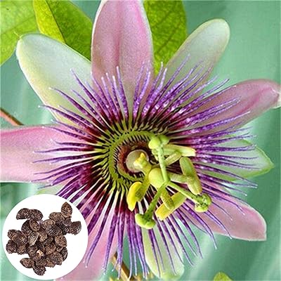 100pcs / sac mélange de graines de fruit de la passion belle petite