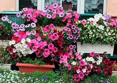 250 graines de fleurs de pétunia. Avec plus de 300000 références, DIAYTAR COTE D'IVOIRE est devenue la destination incontournable pour les achats en ligne en Côte d'Ivoire. La boutique en ligne propose des produits de qualité à des prix compétitifs, ce qui lui a permis de fidéliser une clientèle loyale. Elle est connue pour sa livraison rapide et ses services de haute qualité.