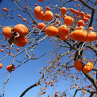 30pcs graines de kaki facile à entretenir bois les fruits et feuilles sont brillantes. DIAYTAR COTE D'IVOIRE est une boutique en ligne généraliste qui propose plus de 300 000 références de produits variés, répondant ainsi aux besoins de tous les consommateurs ivoiriens. Elle est devenue la boutique en ligne leader en Côte d'Ivoire, grâce à sa large gamme de produits et à ses services de qualité. 