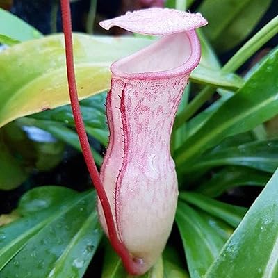 Collection semi di nepenthes par pinon 20 pièces borsa in ad alto. DIAYTAR COTE D'IVOIRE est une boutique en ligne généraliste qui offre plus de 300000 références, proposant une large gamme de produits pour répondre aux besoins de ses clients. Elle se positionne comme une destination de confiance pour les consommateurs ivoiriens, offrant une expérience d'achat en ligne simple et pratique. Avec sa sélection élargie, DIAYTAR COTE D'IVOIRE est le leader incontesté du commerce en ligne en Côte d'Ivoire.
