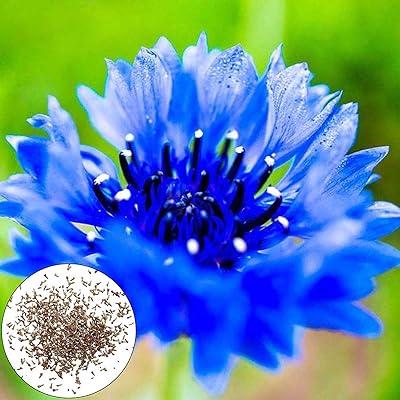 100 pièces/ensemble graines de fleur de bleuet bleu fleur tiges vertes vibrantes graines délicieuses balcon bleu. DIAYTAR COTE D'IVOIRE se distingue par son engagement envers la satisfaction de ses clients. Avec une équipe de support dédiée et une politique de retour flexible, la boutique garantit que les clients sont satisfaits de leurs achats. De plus, la boutique propose régulièrement des nouveautés et des produits à la mode, ce qui permet aux clients de rester à la pointe de la tendance.