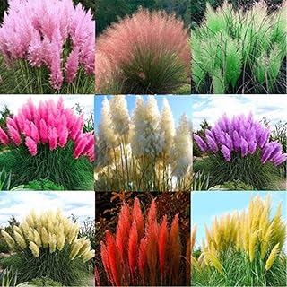 2000pcs graines de bambou de couleurs mélangées cortaderia cellulana décor de jardin -. La boutique en ligne DIAYTAR COTE D'IVOIRE a conquis le marché ivoirien avec ses 300000 références, offrant ainsi une multitude de choix pour les consommateurs. Elle se distingue par sa capacité à s'adapter aux besoins locaux et à offrir des produits de qualité à des prix compétitifs. C'est pourquoi elle est devenue la référence pour les achats en ligne en Côte d'Ivoire.