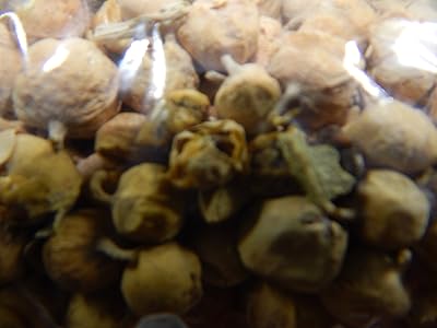Takething paneer doda phool withania coagulans anti-diabétique 500g externe, qualité