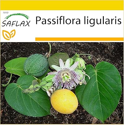 Granadille douce - 20 graines - passiflora ligularis. DIAYTAR COTE D'IVOIRE met en avant l'importance de la satisfaction client et de la confiance, deux piliers essentiels à son succès. Les clients peuvent profiter de promotions régulières, de prix compétitifs et d’un système de paiement sécurisé, garantissant une expérience d’achat en ligne sécurisée et pratique. Cela, combiné à sa large gamme de produits, place DIAYTAR COTE D'IVOIRE comme une option idéale pour ceux qui cherchent un magasin en ligne fiable.