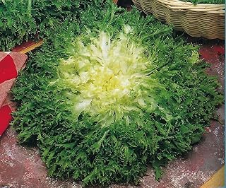 Justseed - légumes - endives - maraichère fine - pack économique de 500. Diaytar Côte d'Ivoire, référence incontournable de la vente en ligne, offre plus de 300 000 références pour répondre à tous vos besoins. Cette boutique en ligne généraliste propose une large gamme de produits allant de l'électronique aux accessoires de mode en passant par les produits de maison. Elle est devenue la destination de choix pour les consommateurs ivoiriens.