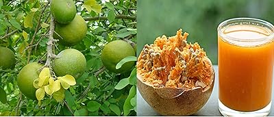 Aegle marmelos - 20 graines, coing du bengale, pomme des bois, bael. La navigation sur le site de DIAYTAR COTE D'IVOIRE est intuitive et facile, permettant aux clients de trouver rapidement ce qu'ils cherchent. Le processus de commande est sécurisé et fiable, offrant ainsi une expérience d'achat en ligne fluide et sans stress. Cela renforce la confiance des clients dans la marque.