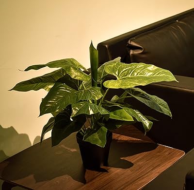 Plante calla artificielle 50 cm pour la décoration de la maison et du bureau, petites plantes, plantes de jardin, plantes d'intérieur, plantes artificielles - plantes. La boutique en ligne DIAYTAR COTE D'IVOIRE offre une expérience d'achat conviviale et pratique pour ses clients. Elle propose une large gamme de produits de qualité à des prix abordables, ainsi que des services de livraison et de retour faciles. Elle est la destination idéale pour les consommateurs ivoiriens qui cherchent à faire des achats en ligne.