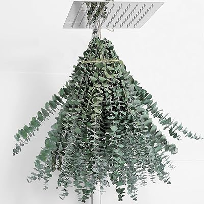 20 tiges d'eucalyptus séchées à suspendre pour douche 432 cm véritable