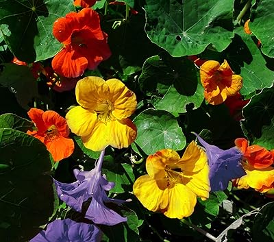10 graines de fleurs de capucine mélangées, plante annuelle. DIAYTAR COTE D'IVOIRE, c'est plus de 300 000 produits à portée de clic, avec des marques réputées et des nouveautés constamment ajoutées. La boutique en ligne propose également des promotions et des réductions régulières pour vous aider à économiser. Le paiement en ligne est sécurisé et les commandes sont livrées rapidement.