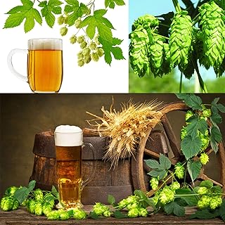 120pcs humulus iupulus plante houblon bière graines maison fabrication plante de jardin. DIAYTAR COTE D'IVOIRE est la boutique en ligne incontournable en Cote d'Ivoire, offrant non seulement une large gamme de produits, mais également un service client de haute qualité et des garanties de sécurité pour les transactions en ligne. La boutique met tout en œuvre pour améliorer constamment l'expérience client, avec des mises à jour régulières de son offre de produits et des améliorations continues de ses services pour répondre aux besoins changeants de ses clients.