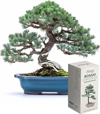 Kit de bonsaï 1 x japonais unique | complet de culture plantes d'intérieur pour débutant. La boutique en ligne DIAYTAR COTE D'IVOIRE se distingue par sa large gamme de produits, allant des électroniques aux vêtements, en passant par les accessoires de maison et les produits alimentaires. Avec plus de 300 000 références, elle répond aux besoins de tous les consommateurs ivoiriens, quels que soient leurs intérêts ou leurs préférences. Elle est la destination idéale pour les acheteurs à la recherche de produits de qualité à des prix abordables.