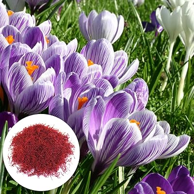 200pcs graines de safran plantation à domicile graines de plantes à fleurs prolifiques naturelles graines de jardin taille unique. La boutique en ligne DIAYTAR COTE D'IVOIRE se distingue par sa vaste gamme de produits, allant des articles ménagers aux produits électroniques. Avec plus de 300 000 références, les clients ont l'opportunité de trouver tout ce dont ils ont besoin sous un même toit. Cela en fait l'une des boutiques en ligne les plus populaires de Côte d'Ivoire.