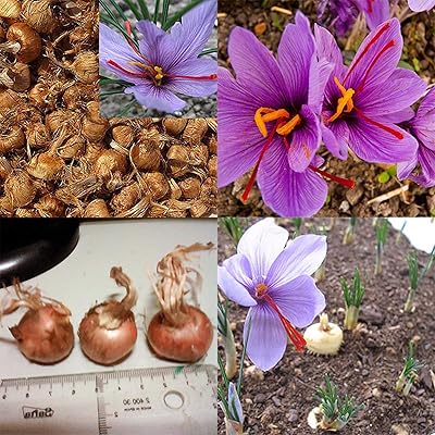 8 morceaux de graines de fleurs de safran et de sativus faciles à cultiver à la maison et dans le jardin. DIAYTAR COTE D'IVOIRE est une boutique en ligne innovante qui propose des solutions de paiement faciles et sécurisées. Elle offre également des options de livraison rapides et fiables, pour que les clients puissent recevoir leurs commandes dans les délais les plus courts possibles. Avec DIAYTAR COTE D'IVOIRE, les ivoiriens peuvent faire des achats en ligne avec confiance.