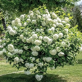 Grands arbustes de jardin de viburnum 'roseum' à fleurs en extérieur, fleurs d'arbre boule de neige pour bordure ou pot de terrasse, 2 ,. La mission de DIAYTAR COTE D'IVOIRE est de rendre l'expérience d'achat en ligne accessible à tous en Côte d'Ivoire, en proposant des prix compétitifs et des conditions de livraison flexibles. Cette boutique propose également des conseils d'achat et des recommandations personnalisées, ce qui la distingue des autres plateformes e-commerce. Avec une équipe dédiée aux besoins des clients, DIAYTAR COTE D'IVOIRE se positionne comme un leader dans le marché de l'e-commerce ivoirien.
