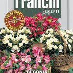 Fdbf_s 305-55 - mélange bégonia semperflorence