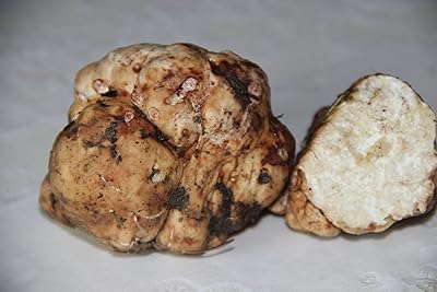 Les graines de truffes, les cèpes et les champignons génèrent un substrat fongique pour l'agriculture sans ogm. DIAYTAR COTE D'IVOIRE est la boutique en ligne leader en Côte d'Ivoire, proposant une large gamme de produits pour répondre à tous vos besoins. La boutique en ligne est facile à utiliser, avec des catégories de produits clairement définies et un système de paiement sécurisé. DIAYTAR COTE D'IVOIRE est la destination idéale pour faire vos achats en ligne en Côte d'Ivoire.